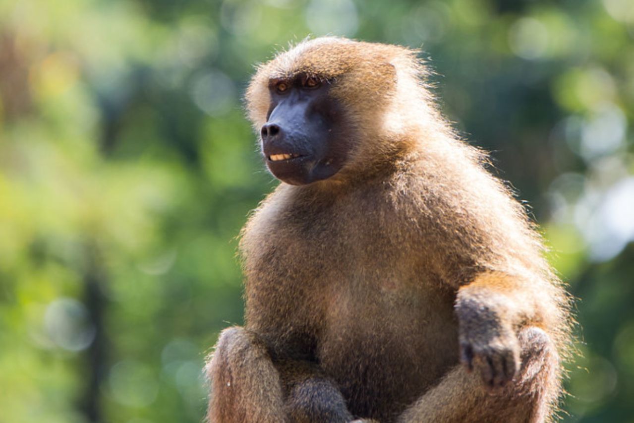 Primate in lush tropical forest
