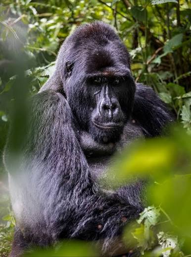 Mountain gorilla looking out from the rainforest