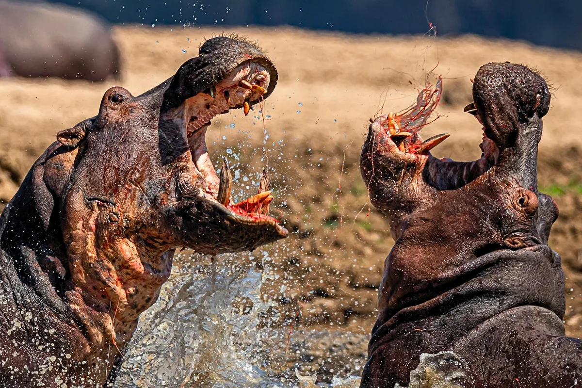 Wildlife safari experience