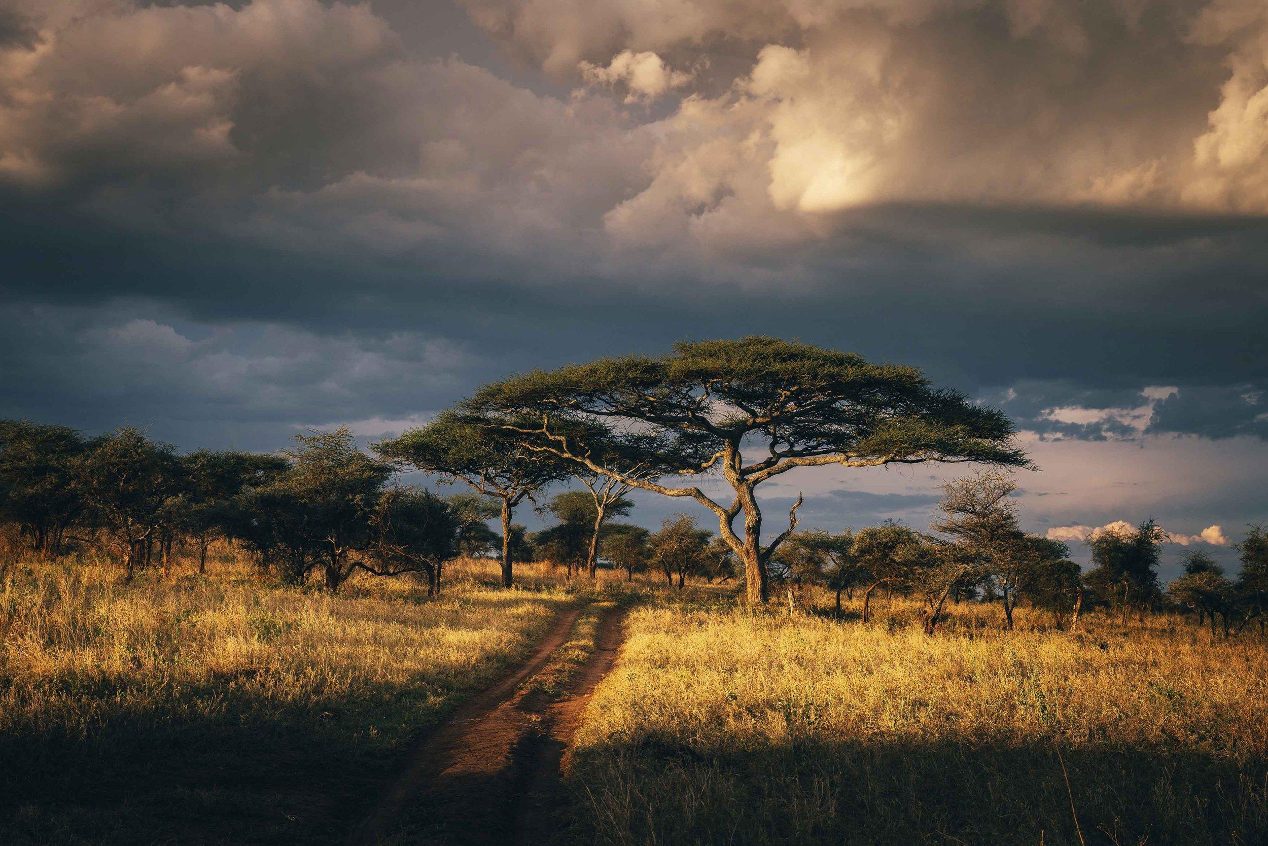 Acacia trees in East Africa