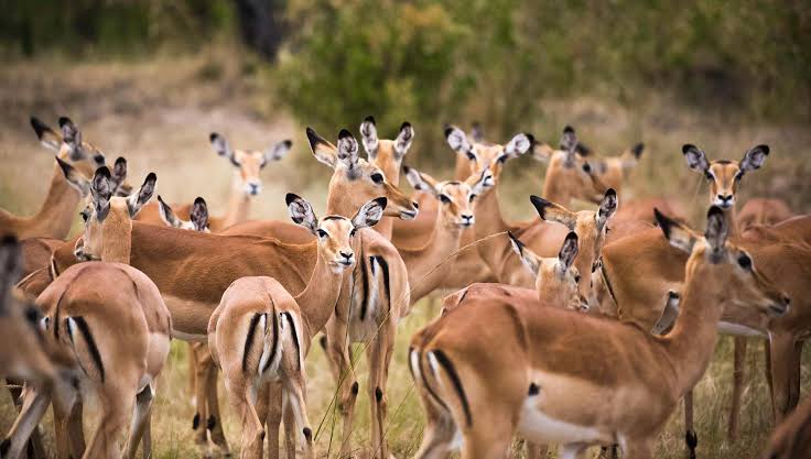 African wildlife safari
