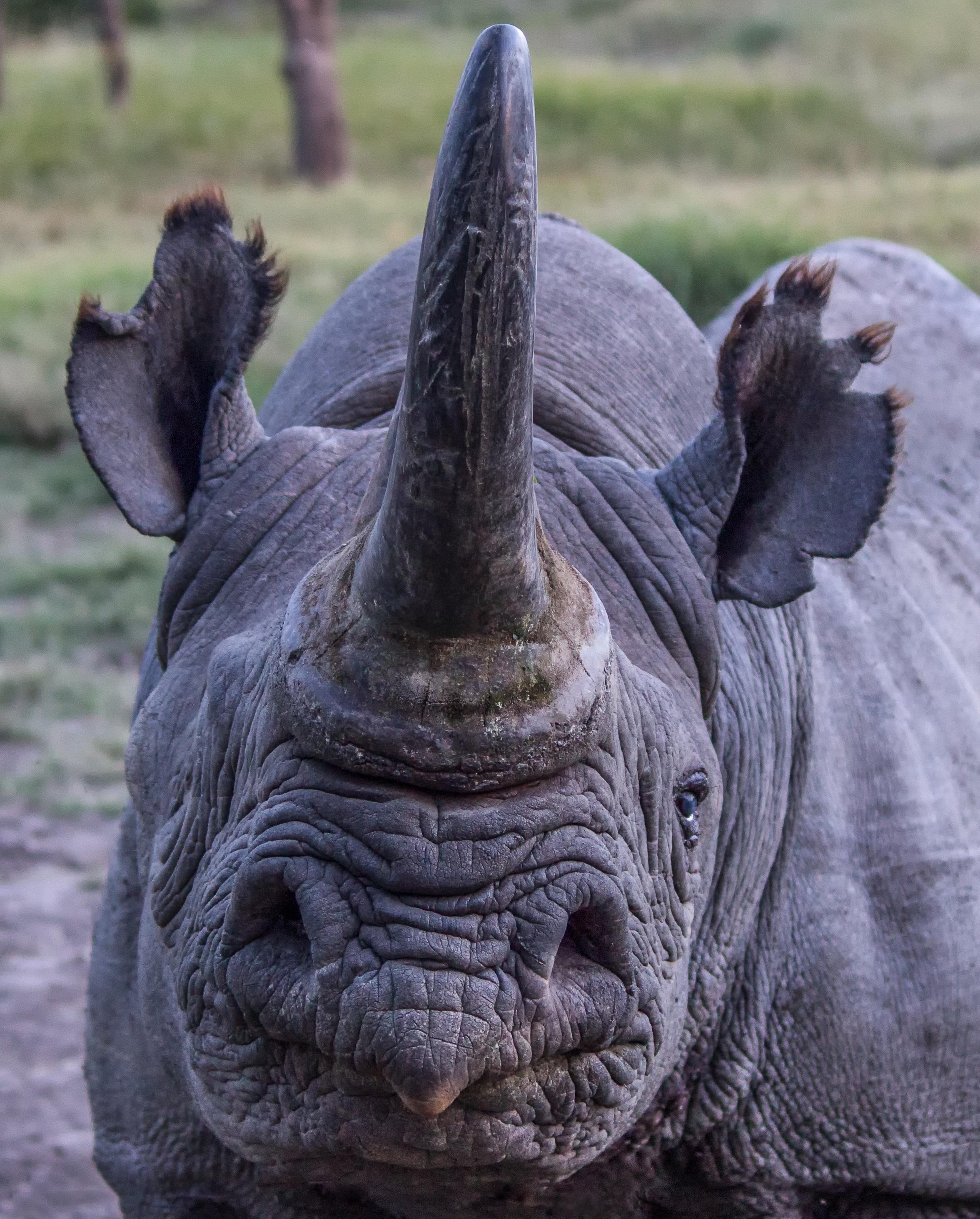 African rhino
