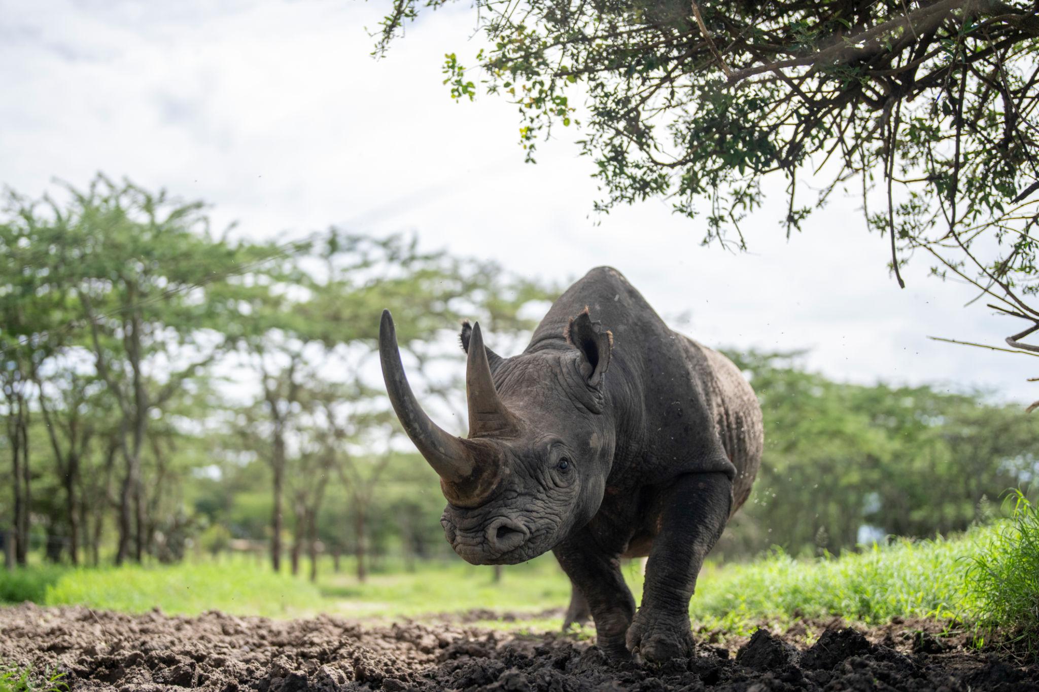 African rhino in Kenya