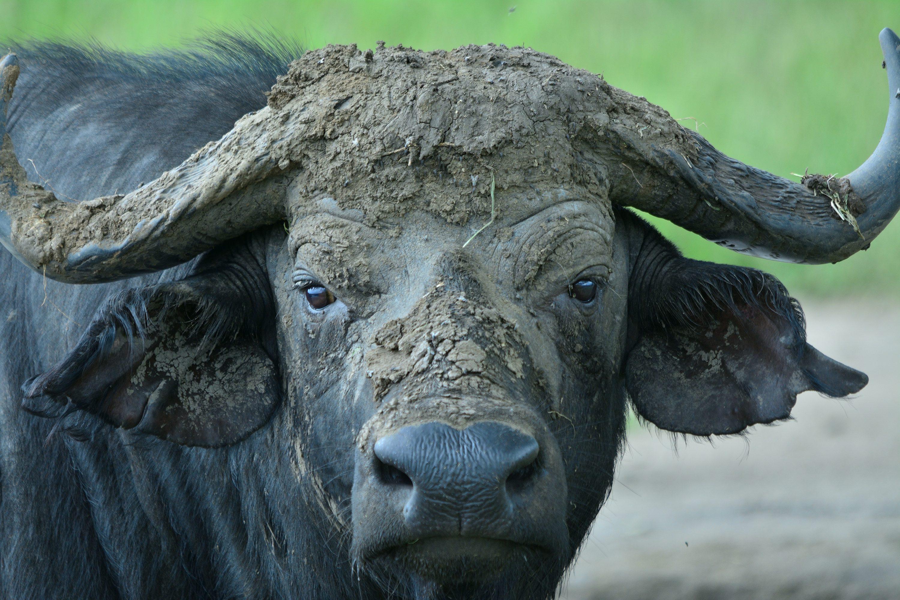 African buffalo