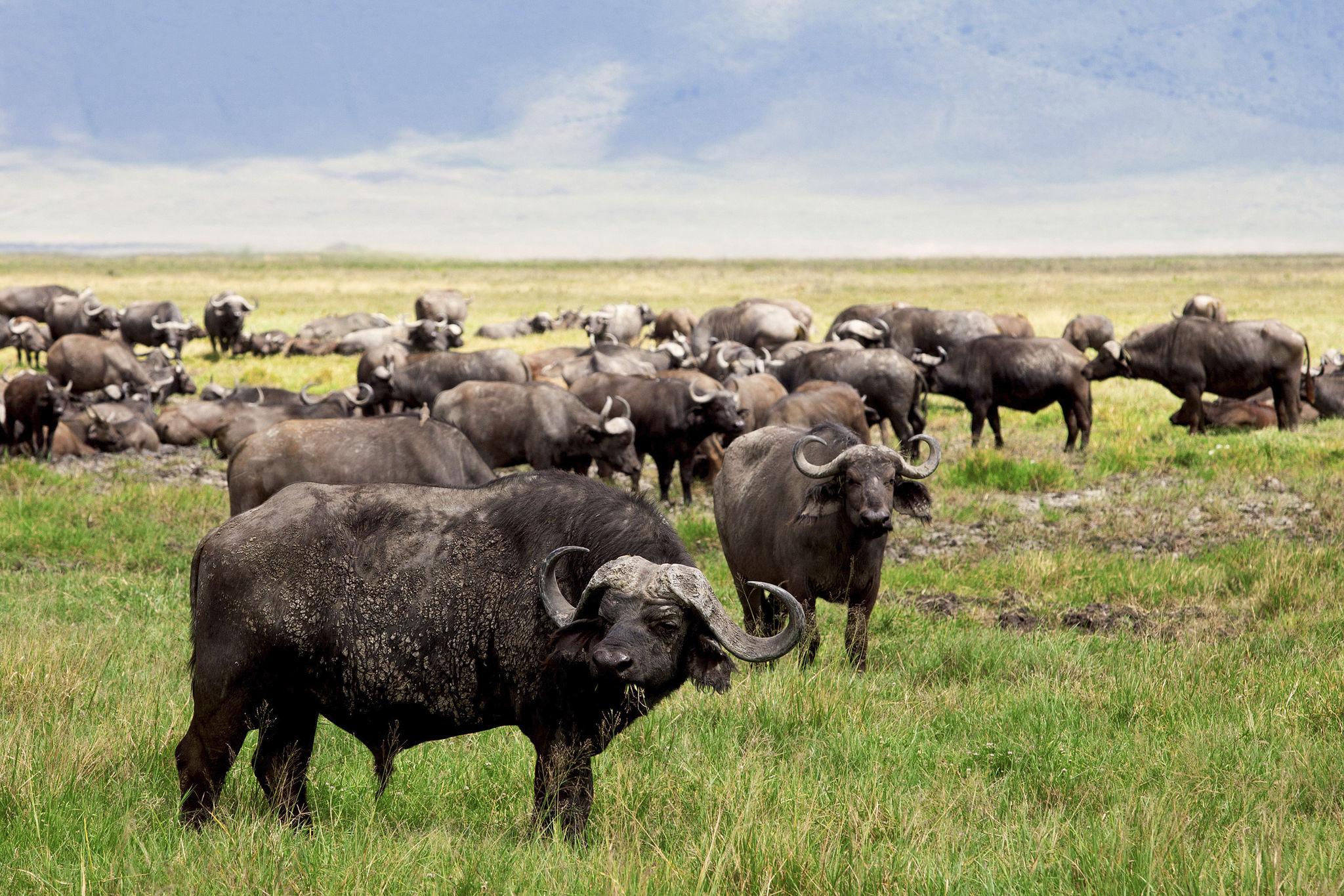 African buffalo in Tanzania