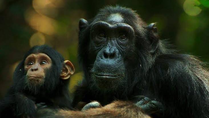 Chimpanzee tracking in Kibale National Park