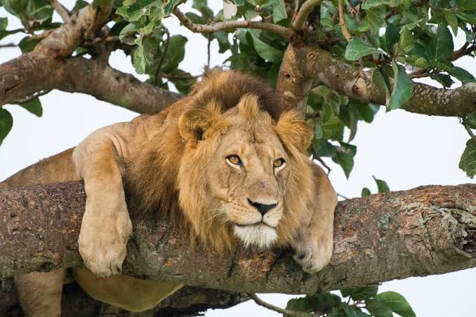 Lion cub in Kenya