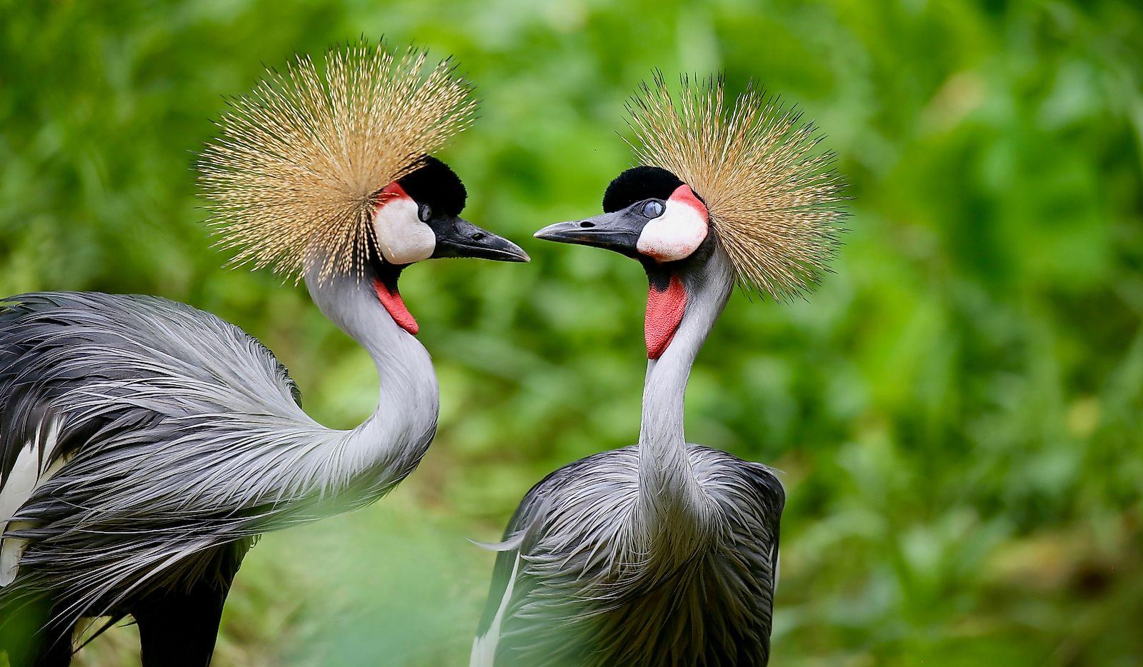 Grey crowned crane in Uganda
