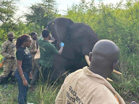Wildlife conservation