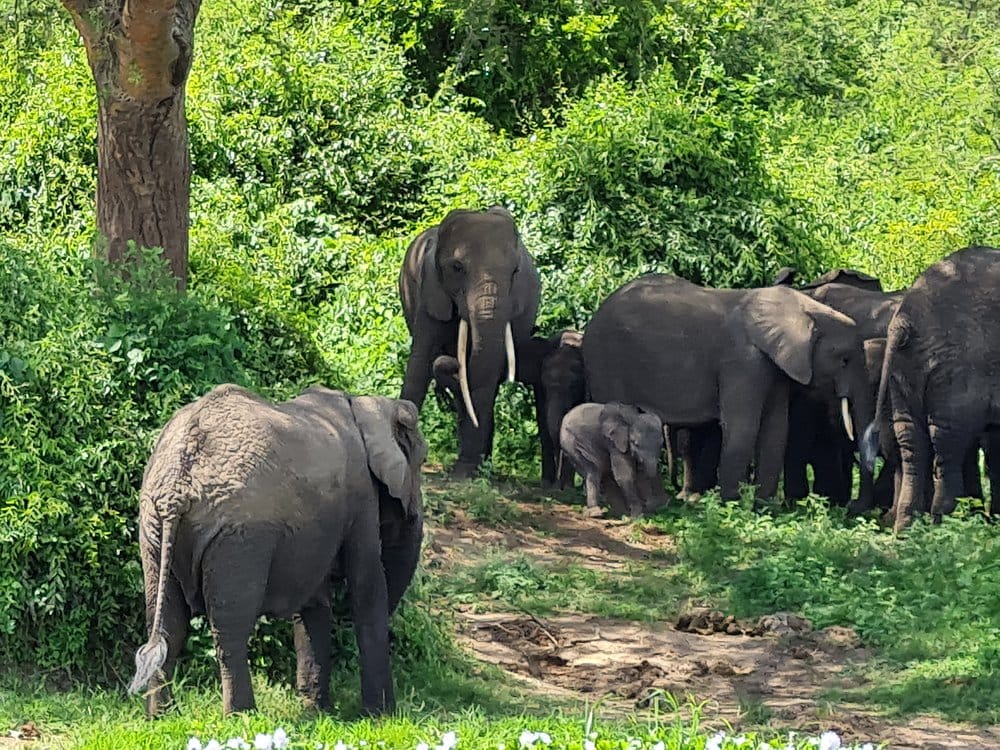 Elephants in Tanzania