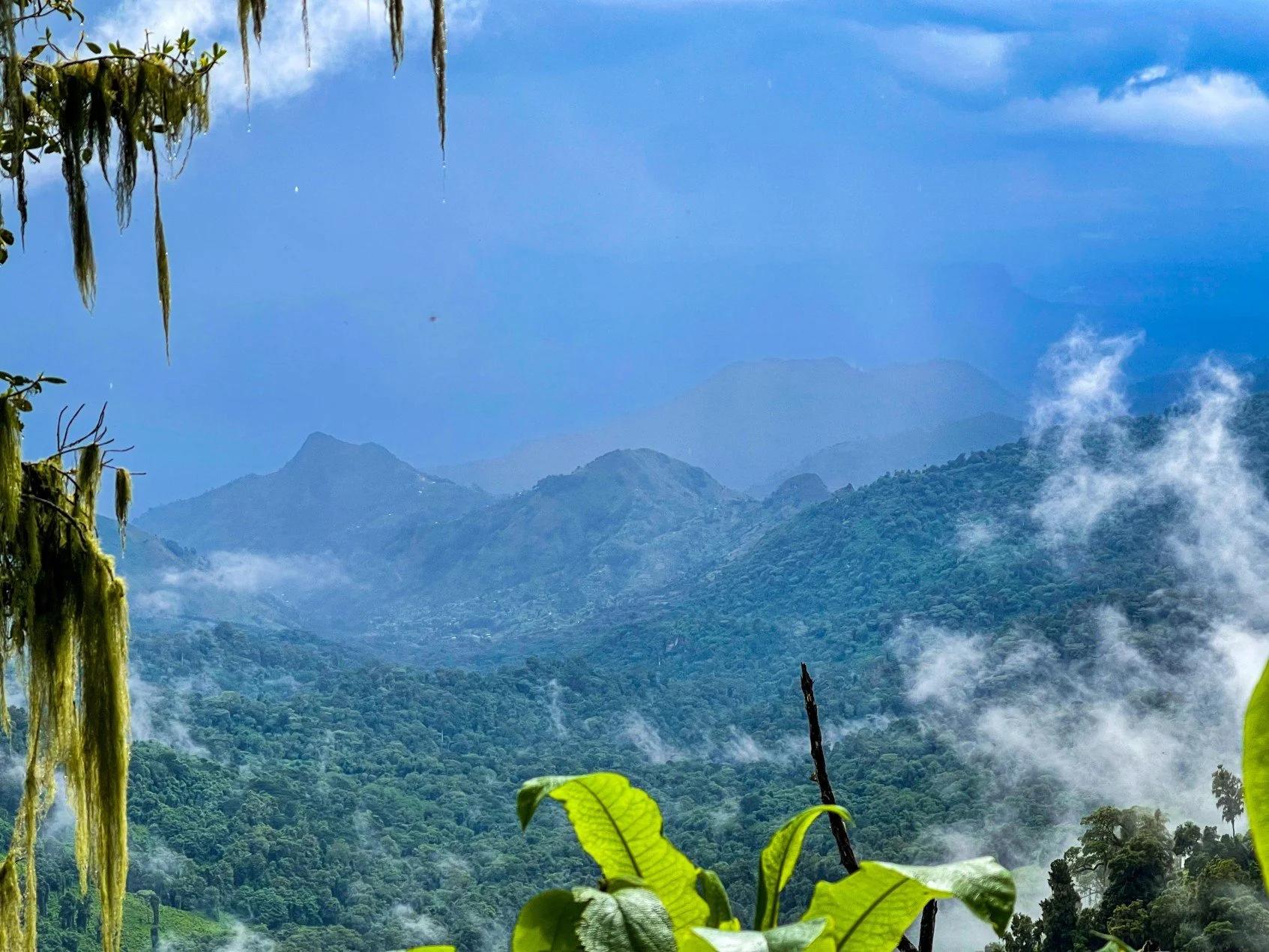 Mountain forest vegetation in Uganda