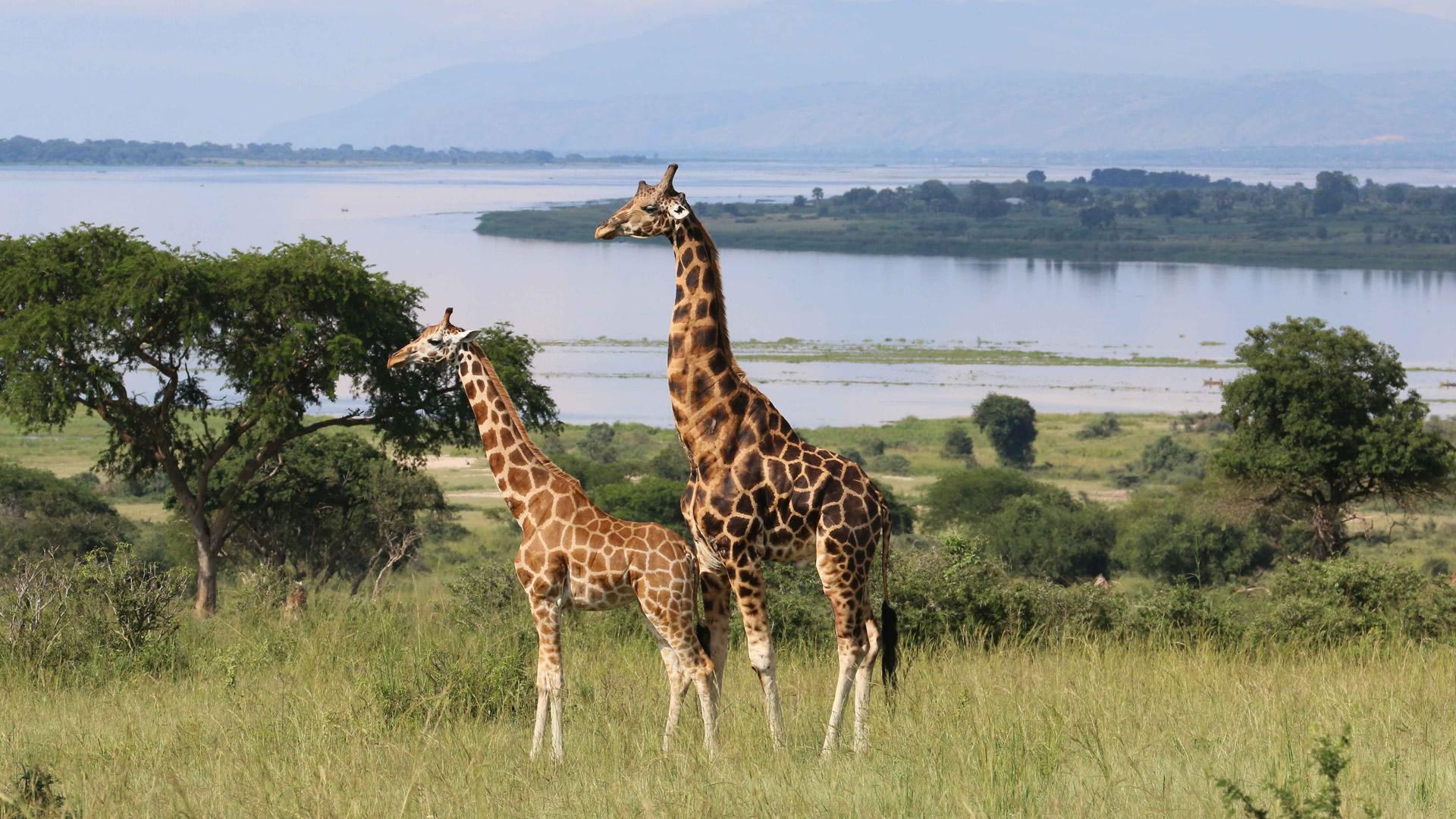 Giraffes in Uganda