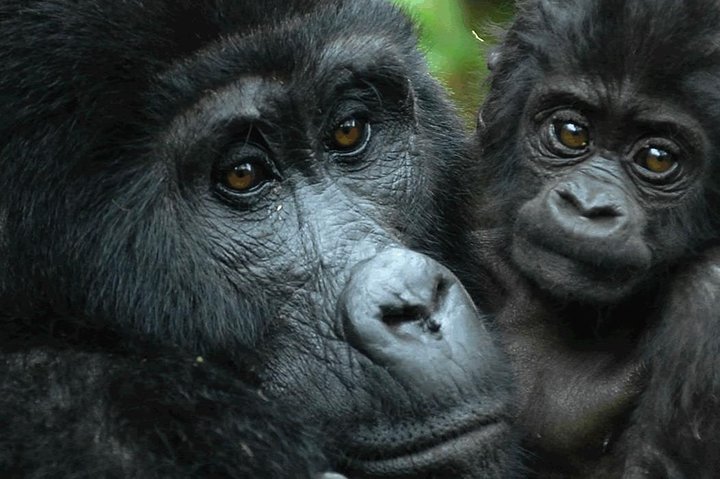 Gorilla mother and baby in Rwanda