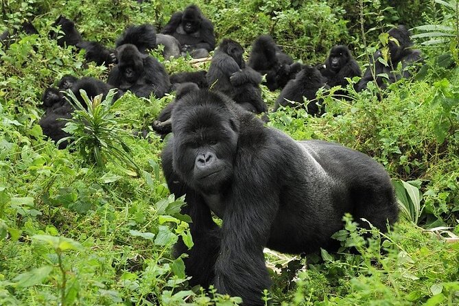 Mountain gorillas in Uganda