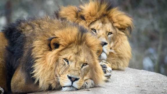 Lions in Kenya