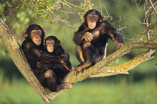 Chimpanzees in Kibale Forest National Park, Uganda