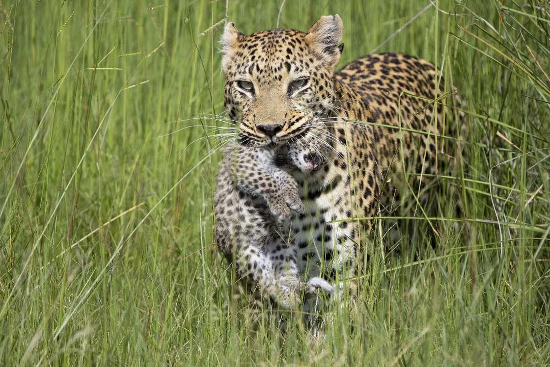 African leopard