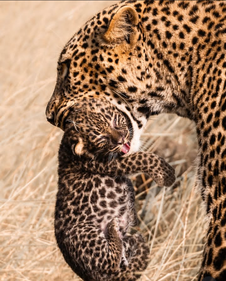 Leopard in Tanzania
