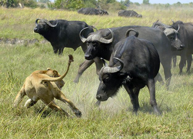 African wildlife safari
