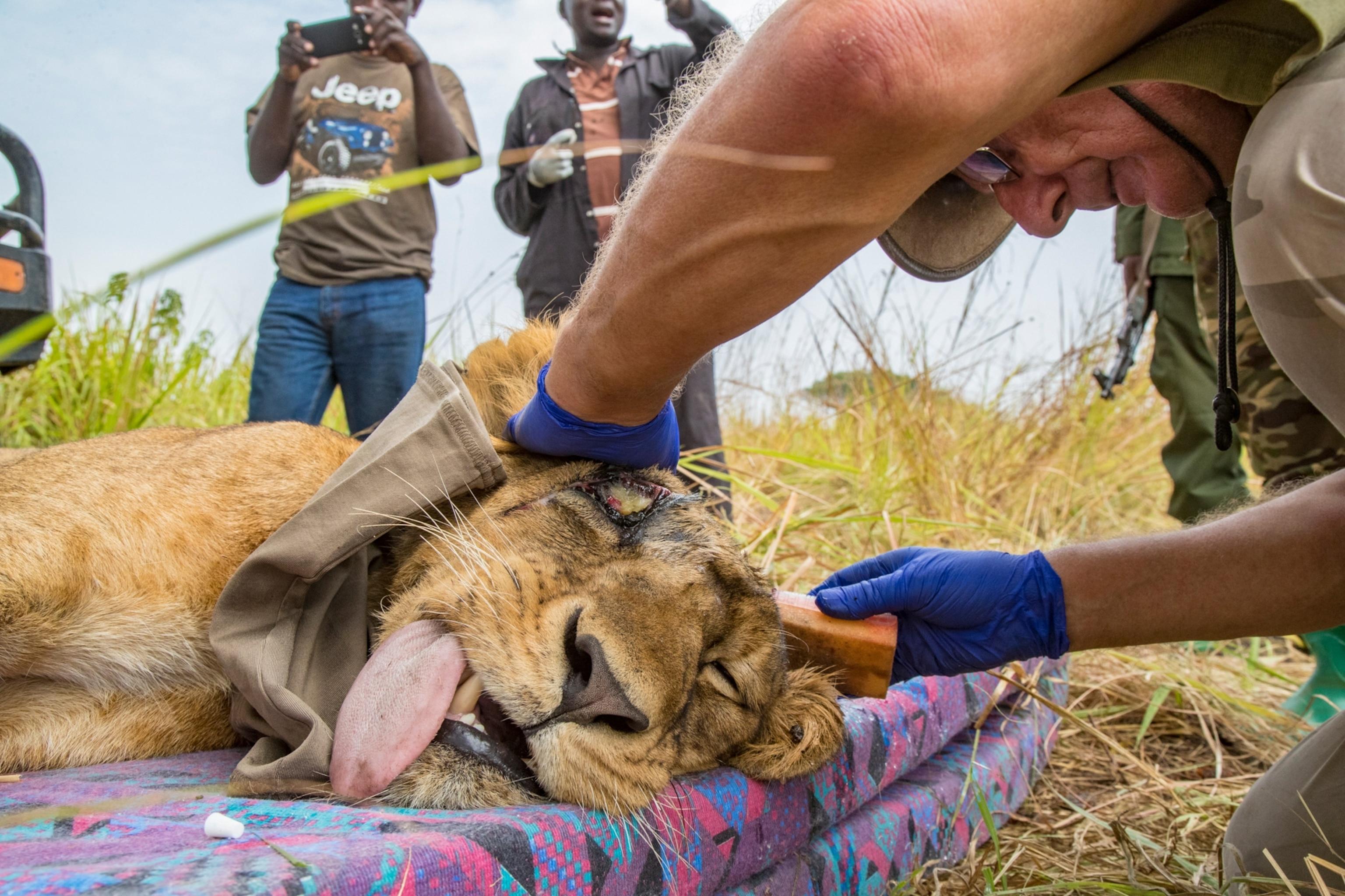 Wildlife in Uganda
