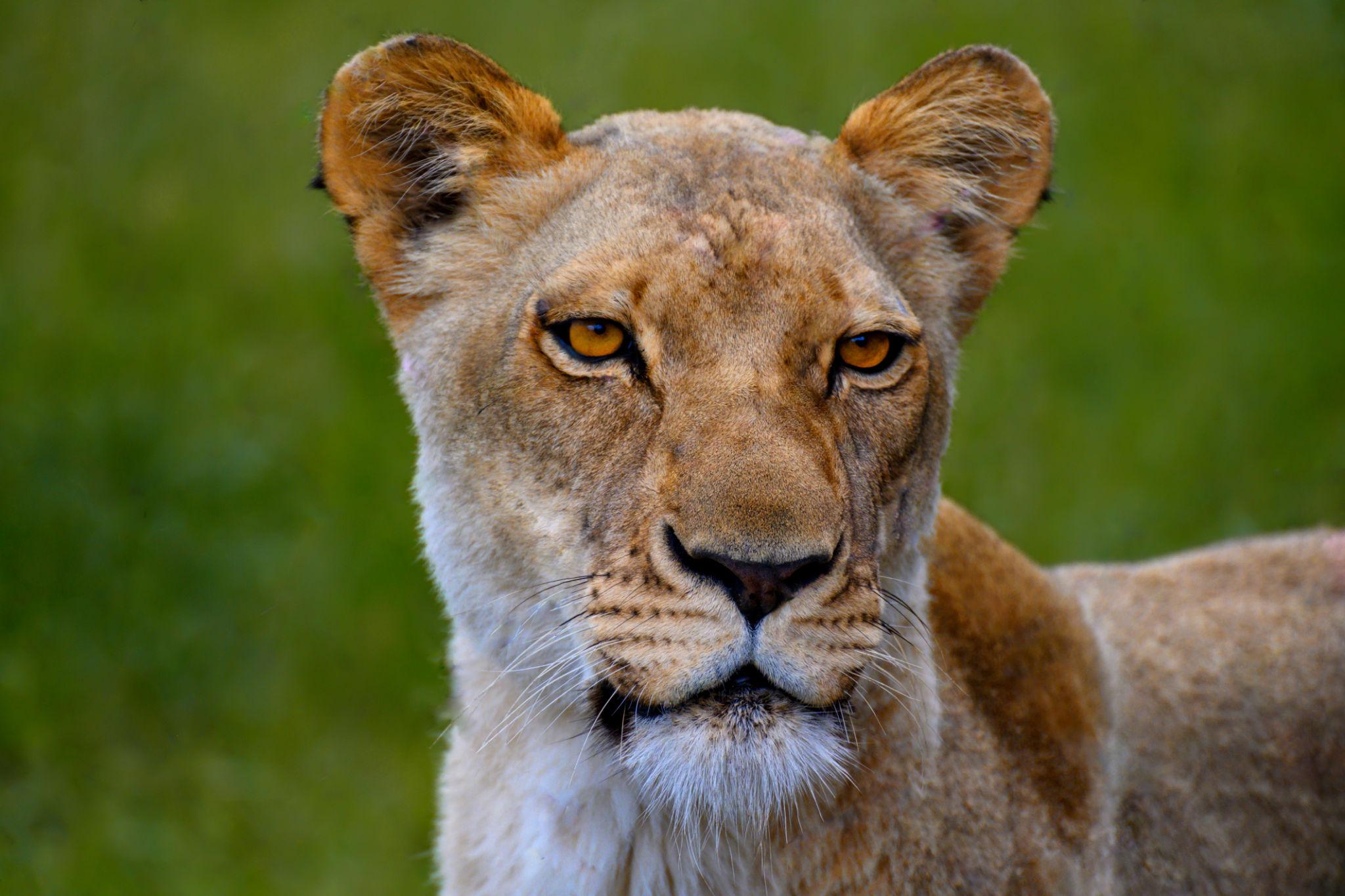 African lion