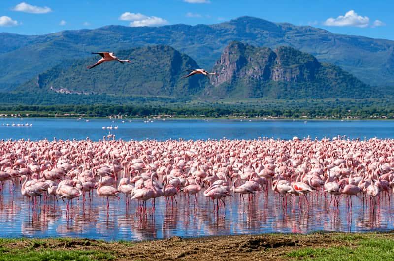 Flamingos at an East African lake