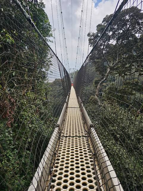 Nyungwe Forest in Rwanda