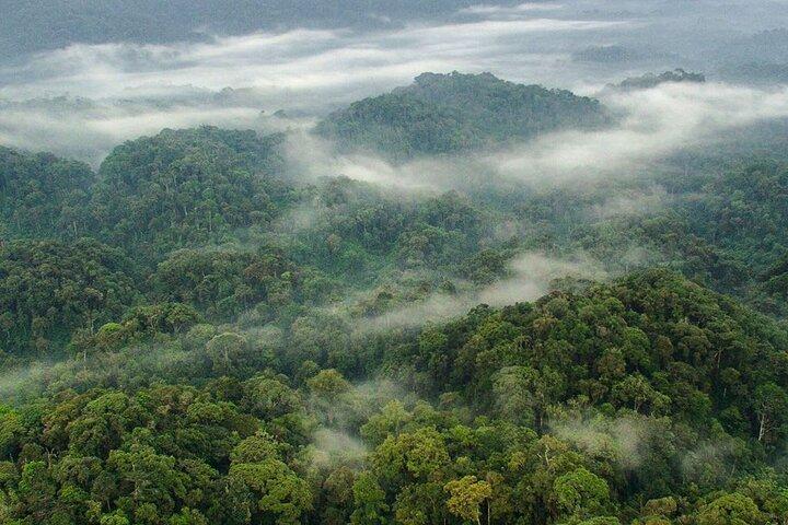 Nyungwe Forest in Rwanda