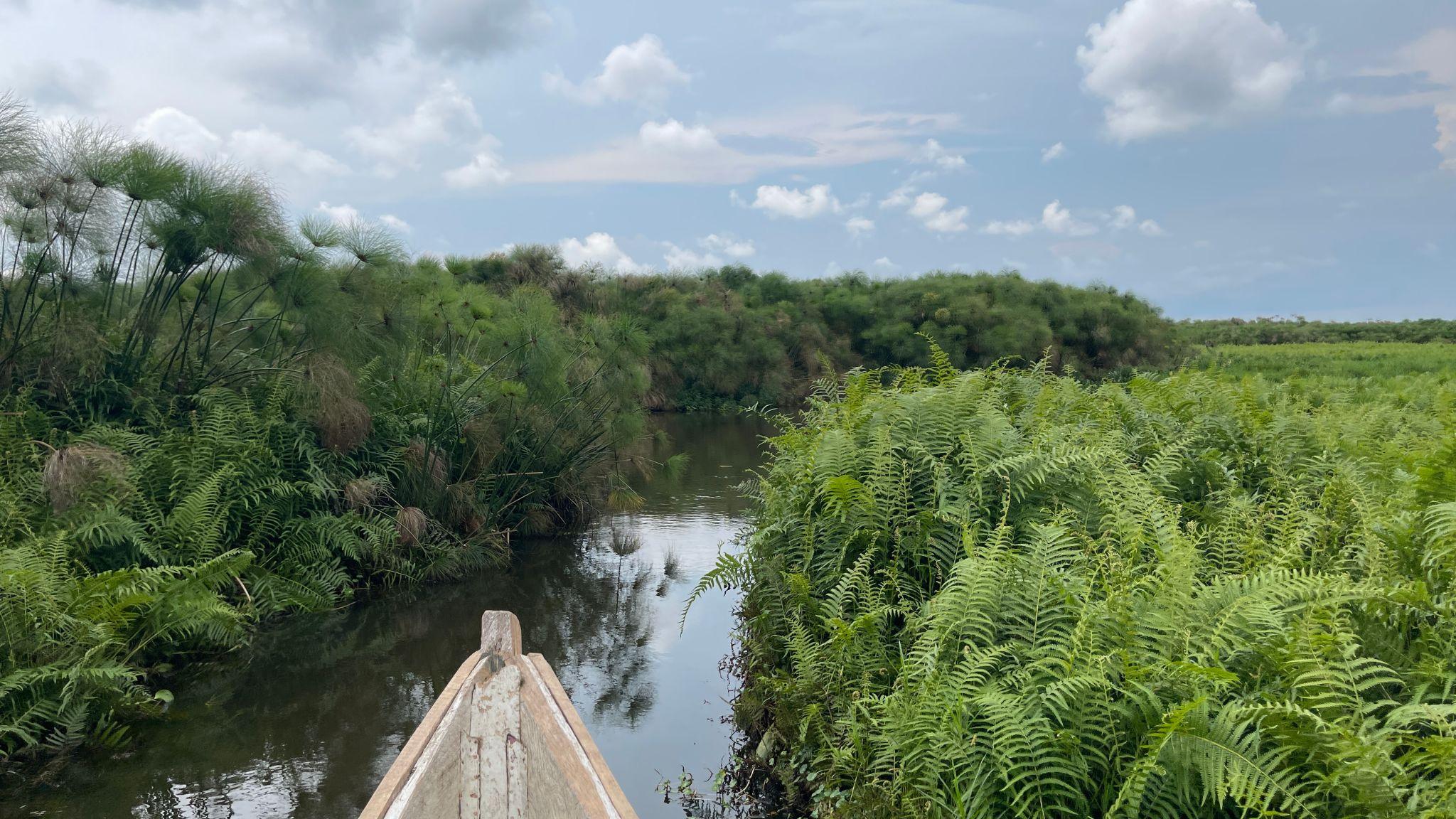 Papyrus wetlands in Uganda