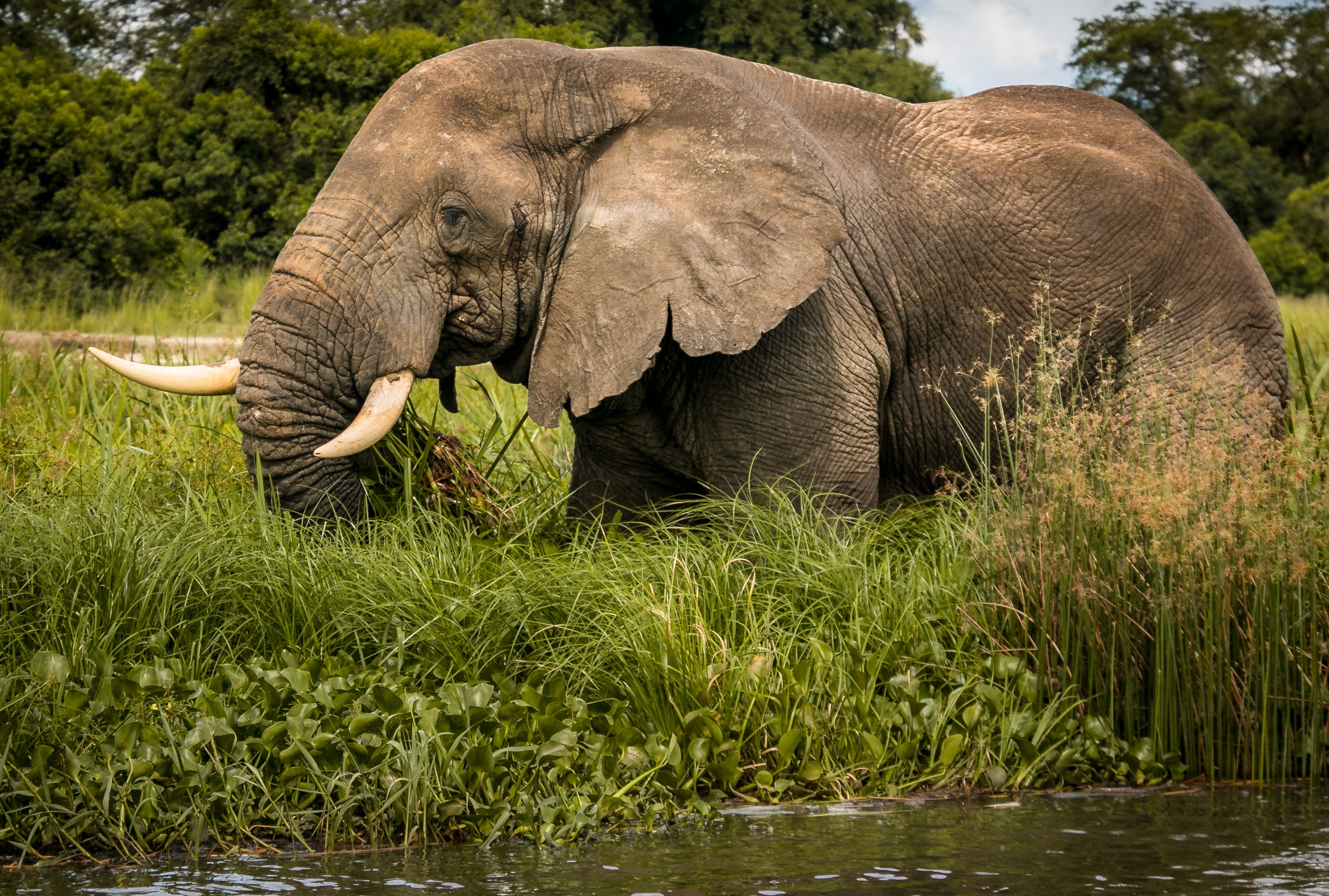 African elephant