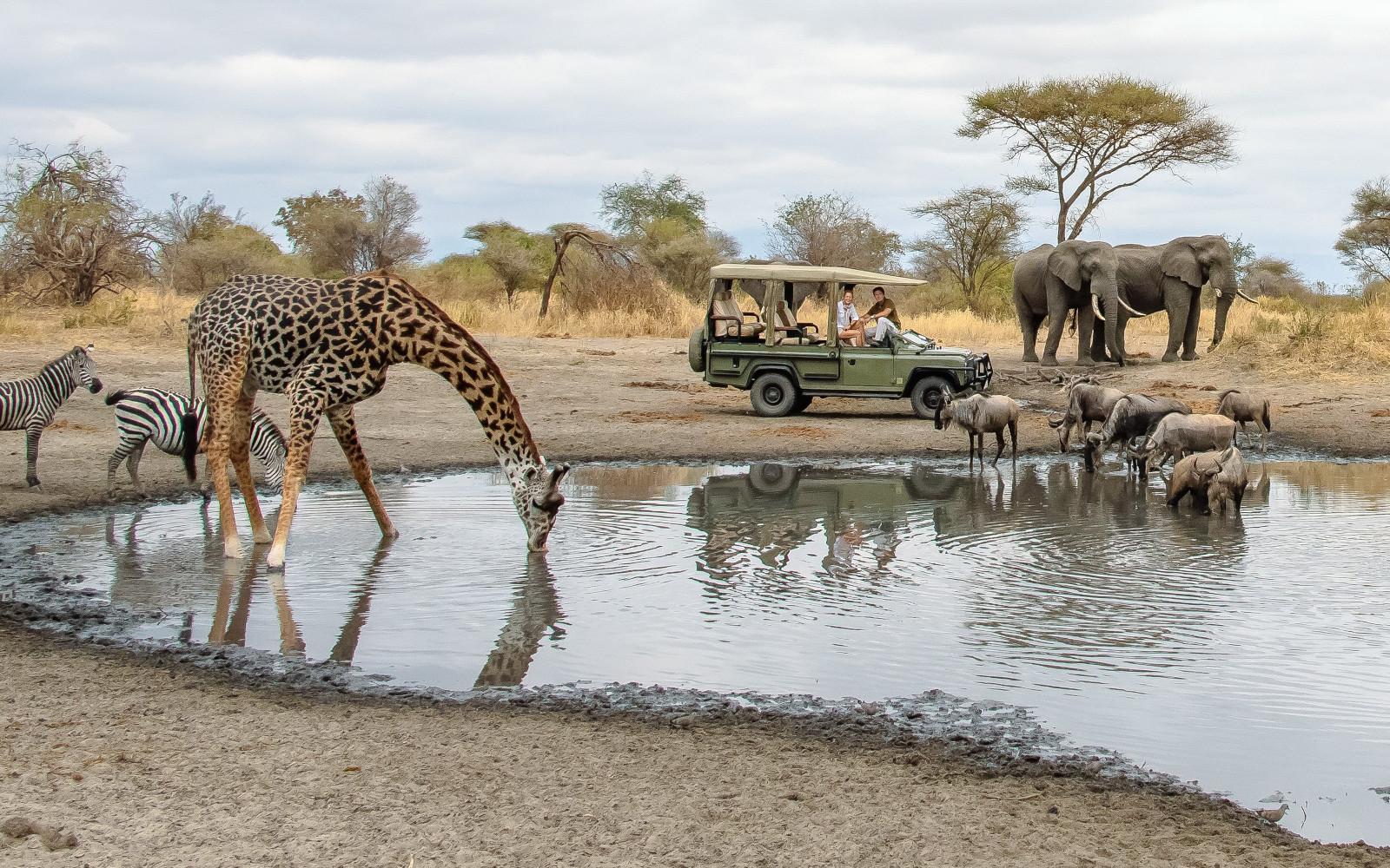 African wildlife in Kenya