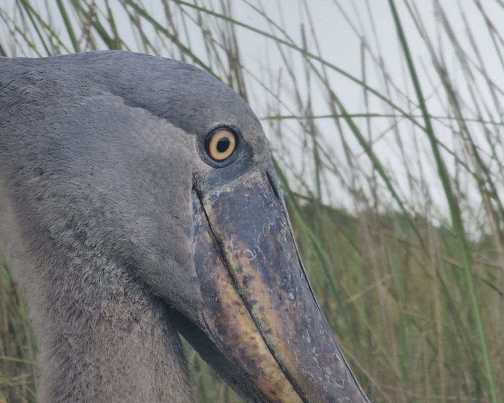 Shoebill bird in Uganda