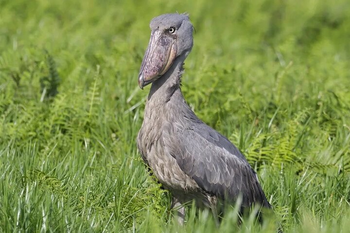 Shoebill birding experience