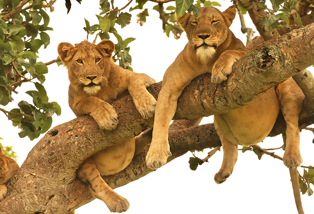 Ugandan landscape viewed from a wildlife lodge
