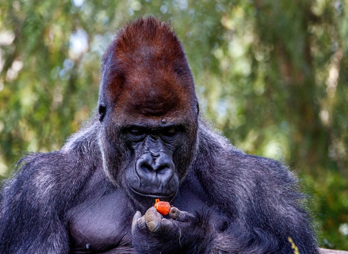 Gorilla trekking experience