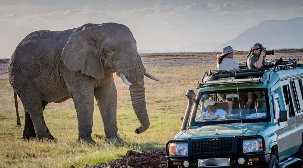 African elephants in a natural landscape