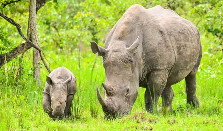 Zziwa Rhino Sanctuary Uganda